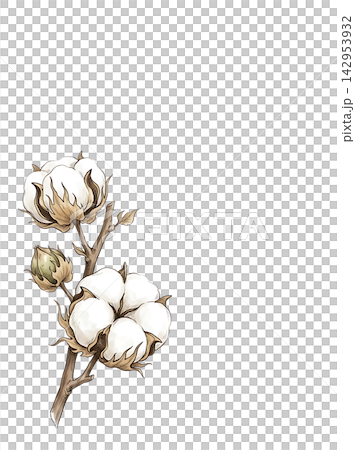 Hand Drawn Cotton Branch with Mature White Cotton and Developing Bolls Isolated on Transparent Background Hand Drawn Cotton Branch with Mature White Cotton and Developing Bolls Isolated on Transparent Background 142953932