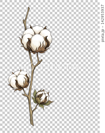 Hand Drawn Cotton Branch with Mature White Cotton and Developing Bolls Isolated on Transparent Background Hand Drawn Cotton Branch with Mature White Cotton and Developing Bolls Isolated on Transparent Background 142953937
