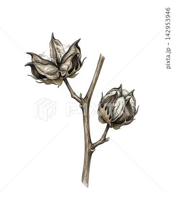 Hand Drawn Cotton Branch with Mature White Cotton and Developing Bolls Isolated on Transparent Background Hand Drawn Cotton Branch with Mature White Cotton and Developing Bolls Isolated on Transparent Background 142953946