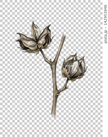 Hand Drawn Cotton Branch with Mature White Cotton and Developing Bolls Isolated on Transparent Background Hand Drawn Cotton Branch with Mature White Cotton and Developing Bolls Isolated on Transparent Background 142953946