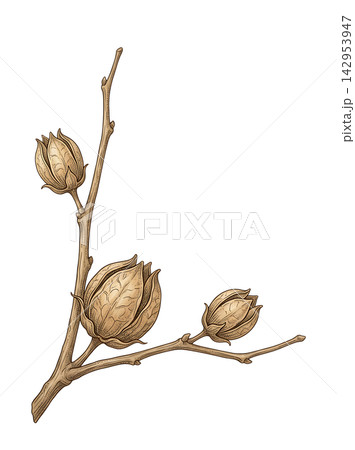Hand Drawn Cotton Branch with Mature White Cotton and Developing Bolls Isolated on Transparent Background Hand Drawn Cotton Branch with Mature White Cotton and Developing Bolls Isolated on Transparent Background 142953947