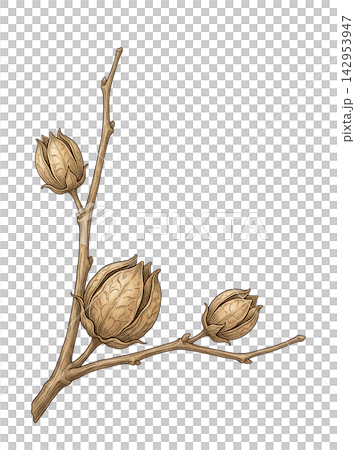 Hand Drawn Cotton Branch with Mature White Cotton and Developing Bolls Isolated on Transparent Background Hand Drawn Cotton Branch with Mature White Cotton and Developing Bolls Isolated on Transparent Background 142953947