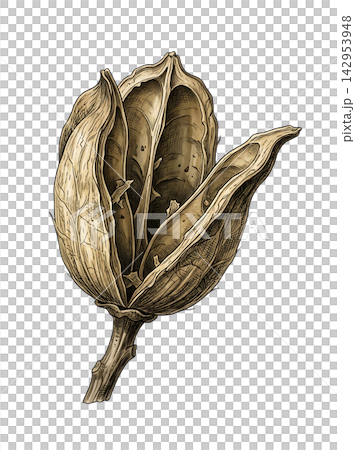 Hand Drawn Cotton Branch with Mature White Cotton and Developing Bolls Isolated on Transparent Background Hand Drawn Cotton Branch with Mature White Cotton and Developing Bolls Isolated on Transparent Background 142953948