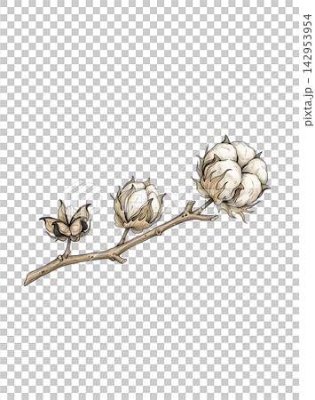 Hand Drawn Cotton Branch with Mature White Cotton and Developing Bolls Isolated on Transparent Background Hand Drawn Cotton Branch with Mature White Cotton and Developing Bolls Isolated on Transparent Background 142953954