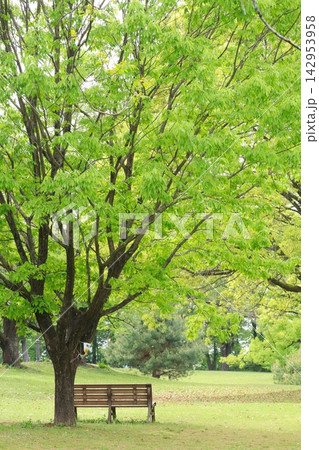新緑の公園とベンチのある風景 新緑の公園とベンチのある風景 142953958