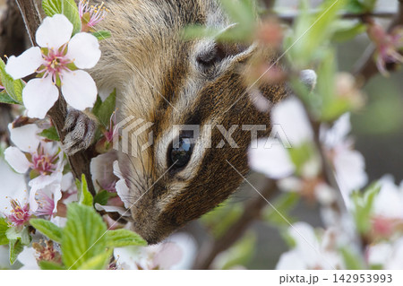 ユスラウメの花を食べるシマリス ユスラウメの花を食べるシマリス 142953993