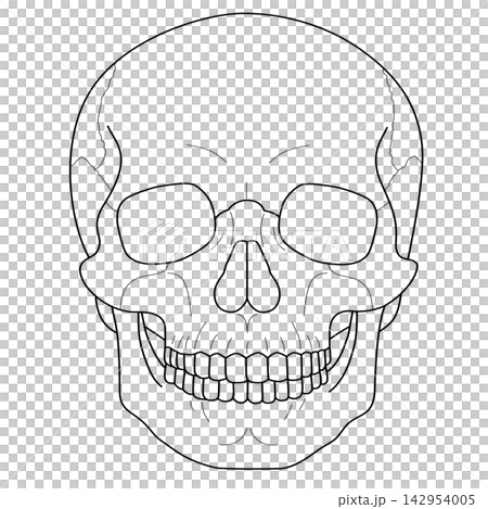 Human skull bone anatomy head skeleton medical diagram halloween spooky structure sticker print visual graphic clipart artwork design icon element illustration Human skull bone anatomy head skeleton medical diagram halloween spooky structure sticker print visual graphic clipart artwork design icon element illustration 142954005