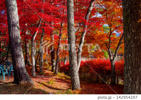 【紅葉素材】秋の蓼科湖の風景【長野県】 【紅葉素材】秋の蓼科湖の風景【長野県】 142954207