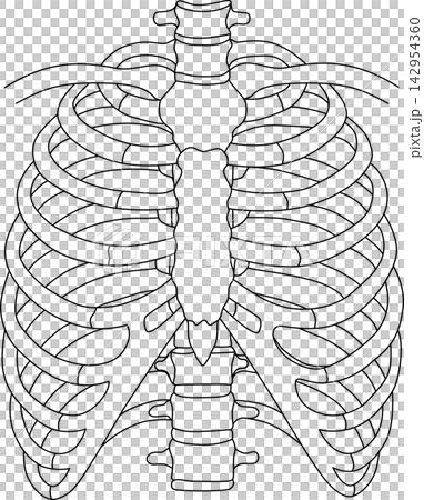 Human rib cage spine skeletal anatomy chest structure medical diagram health science sticker print visual graphic clipart artwork design icon element illustration Human rib cage spine skeletal anatomy chest structure medical diagram health science sticker print visual graphic clipart artwork design icon element illustration 142954360