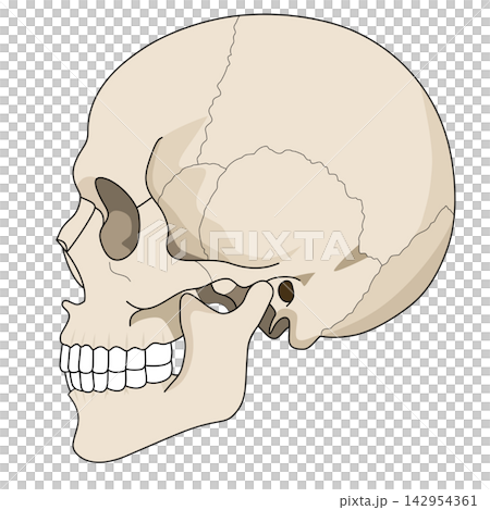 Human skull side view bone anatomy profile skeleton medical diagram halloween structure sticker print visual graphic clipart artwork design icon element illustration 142954361