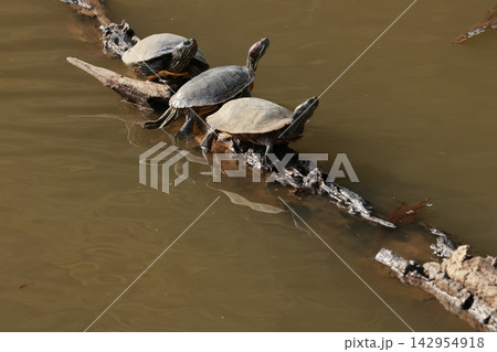 早春の公園、池で日向ぼっこをしている、ミシシッピーアカミミガメ 142954918