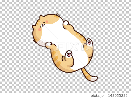 A cat lying on its back, showing its belly and relaxing (belly up). A cat lying on its back, showing its belly and relaxing (belly up). 142955223