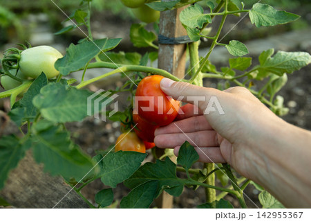 Hand picks ripe tomatoes from lush green plant. Gardening concept 142955367