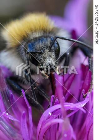 Macro close up portrait of a Common carder bumble bee Bombus pascuorum Macro close up portrait of a Common carder bumble bee Bombus pascuorum 142955540