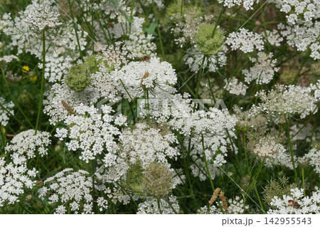 Abundant White Wild Carrot, Daucus carota Umbel Flowers with Green Foliage in a Lush Outdoor Environment, Close-Up View of Blooms Abundant White Wild Carrot, Daucus carota Umbel Flowers with Green Foliage in a Lush Outdoor Environment, Close-Up View of Blooms 142955543