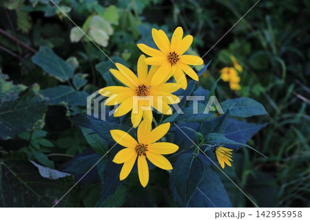 黄色い花キクイモ 黄色い花キクイモ 142955958