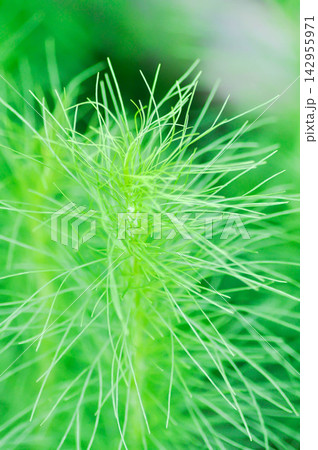 Dog fennel, dogfennel or Eupatorium capillifolium or false dill tree or Asteraceae or anethum 142955971