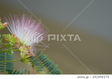 繊細なピンクの花糸が美しいねむの木の花 142956175
