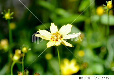 Coreopsis, Coreopsis DAYBREAK or Coreopsis grandiflora VANILLA DAYBREAK or tickseed or yellow flower Coreopsis, Coreopsis DAYBREAK or Coreopsis grandiflora VANILLA DAYBREAK or tickseed or yellow flower 142956391