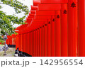 連なった奉納された朱色の鳥居 連なった奉納された朱色の鳥居 142956554
