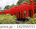 連なった奉納された朱色の鳥居 連なった奉納された朱色の鳥居 142956555