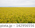 見事に育った津軽半島の稲 見事に育った津軽半島の稲 142956556