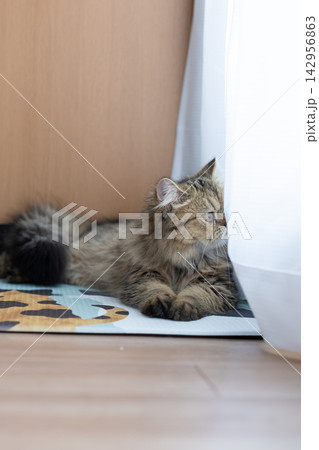 窓辺でくつろぐ可愛い猫 ペルシャ猫 窓辺でくつろぐ可愛い猫 ペルシャ猫 142956863