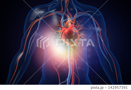 Human heart with blood vessels Human heart with blood vessels 142957391