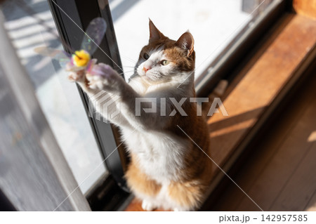 おもちゃで遊ぶ猫 茶トラ白 おもちゃで遊ぶ猫 茶トラ白 142957585