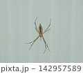 ナガコガネクモ 142957589