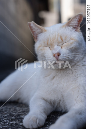 路地でくつろぐ可愛い野良猫 路地でくつろぐ可愛い野良猫 142957595