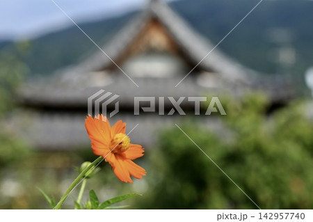 里山に咲くキバナコスモス 142957740