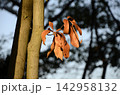 枯葉 142958132