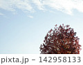 青空と秋の楓 142958133