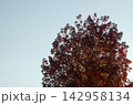 青空と秋の楓 142958134