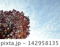 青空と秋の楓 142958135