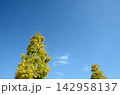 青空と銀杏 142958137