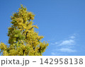青空と銀杏 142958138