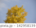 青空と銀杏 142958139