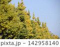 銀杏並木と街灯 142958140