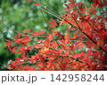 秋のもみじ 142958244