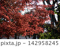 秋のもみじ 142958245