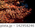 秋の紅葉 142958246