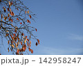 青空と枯葉 142958247