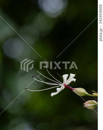 クサギの美しい蕊と花びら クサギの美しい蕊と花びら 142959009
