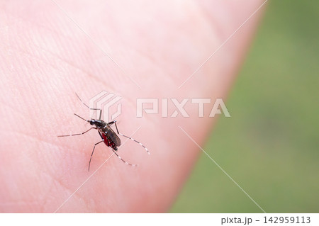 Aedes aegypti mosquitoes on human hand Aedes aegypti mosquitoes on human hand 142959113