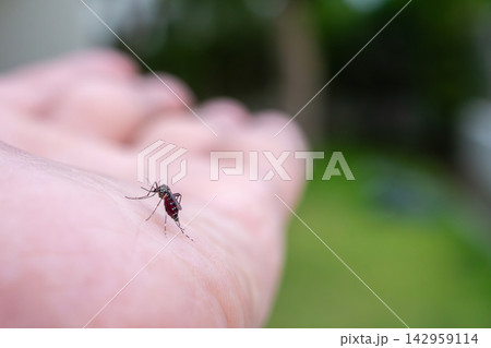 Aedes aegypti mosquitoes on human hand Aedes aegypti mosquitoes on human hand 142959114