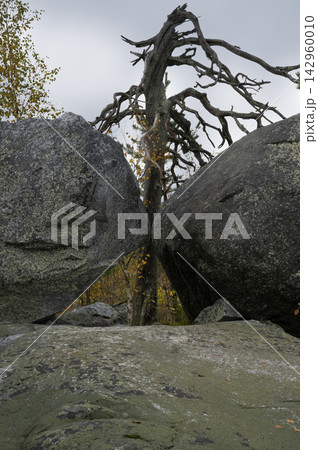 A twisted tree grows between two granite boulders A twisted tree grows between two granite boulders 142960010
