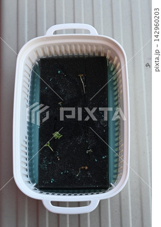 水耕栽培で徒長したルッコラの芽 水耕栽培で徒長したルッコラの芽 142960203