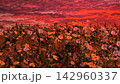 夕日に染まるたんぽぽ 142960337